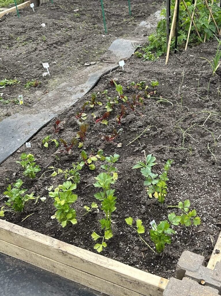 An allotment garden bed with young plants.